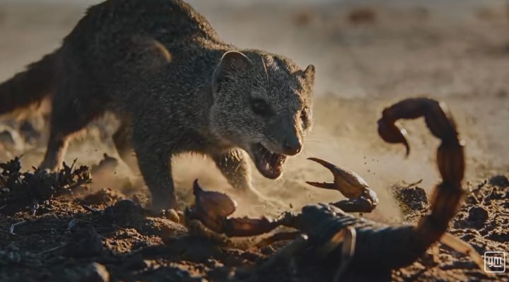 GM 8.3L Duramax V8 diesel teaser - Mongoose
